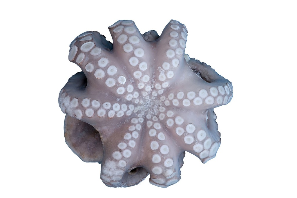 POLPO MAROCCO T7 2^ IQF 12KG(GF)