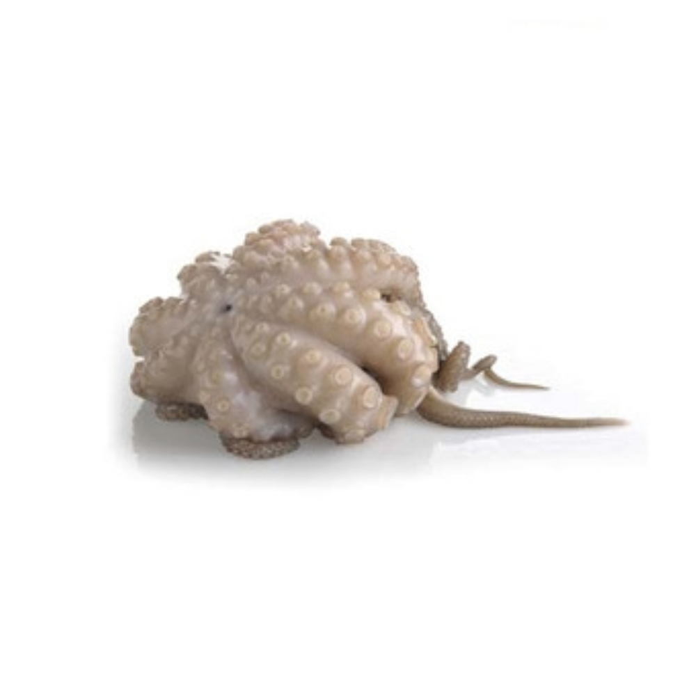 OCTOPUS MOROCCO T5 IQF 12KG (GF)