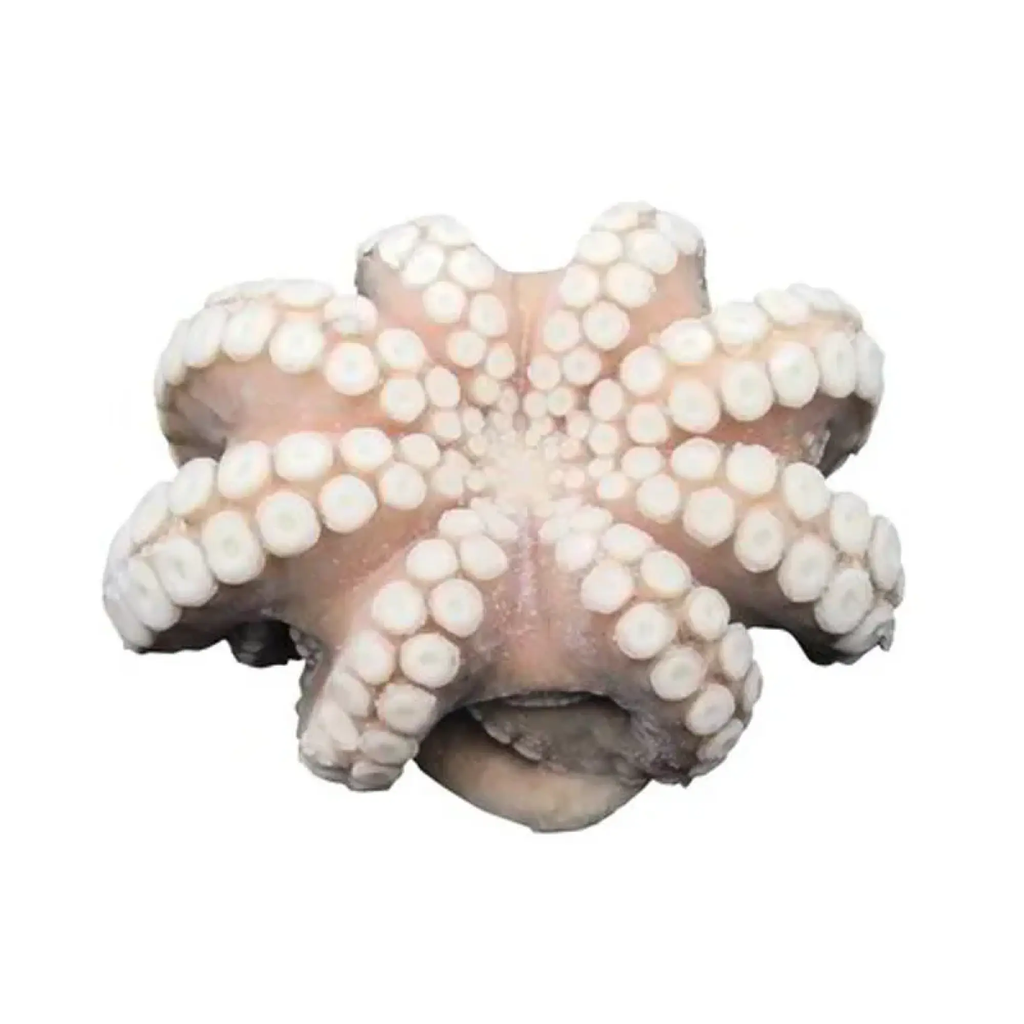 POLPO T6 MAROCCO IQF 12KG(AF)