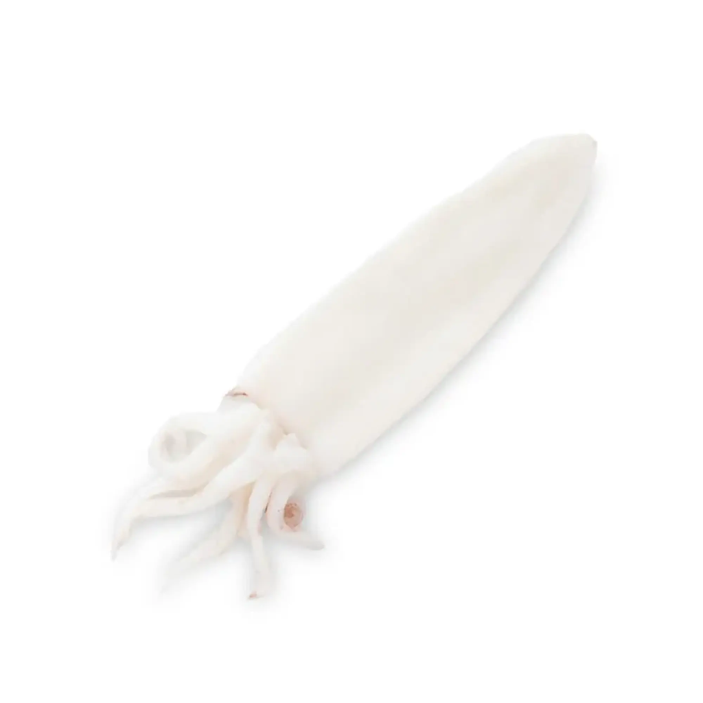 CALAMARI PULITI MAROCCO P IWP 5KG(GF)