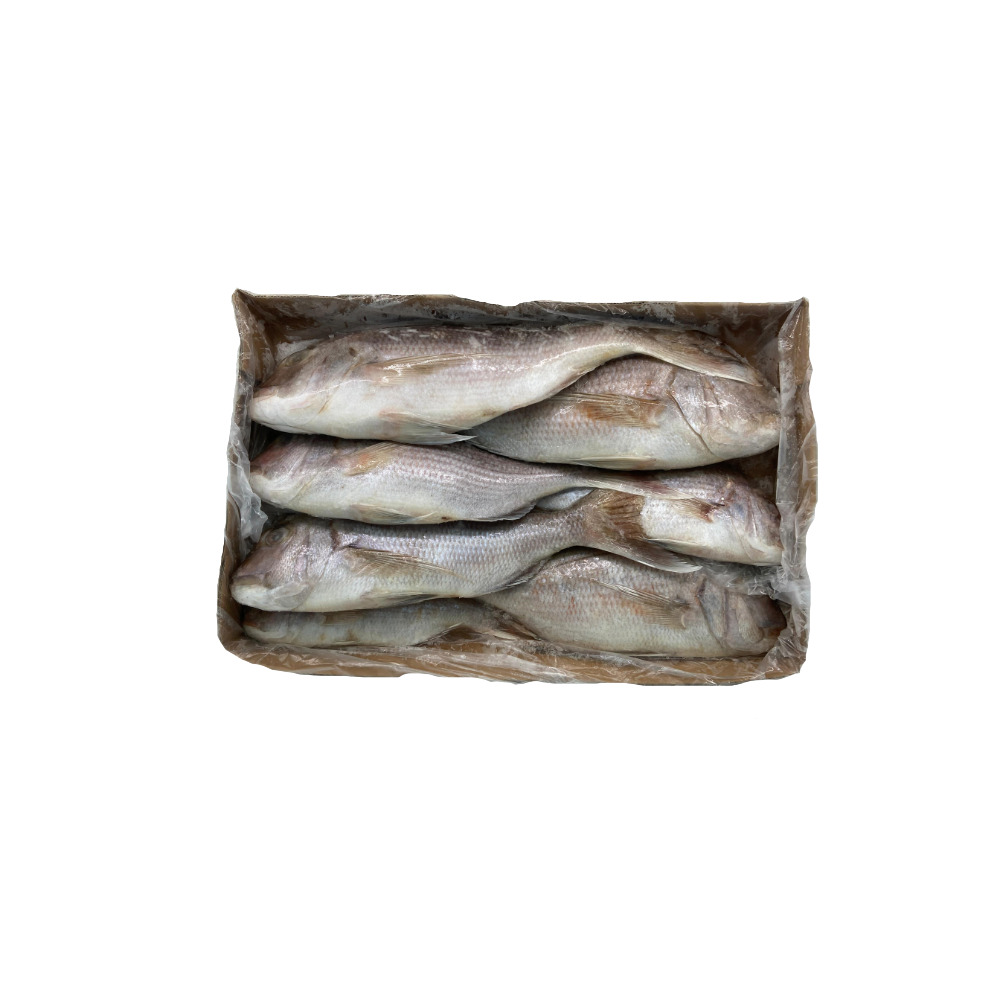 DENTICE MAROCCO BORDO G 2KG CA 20KG CA