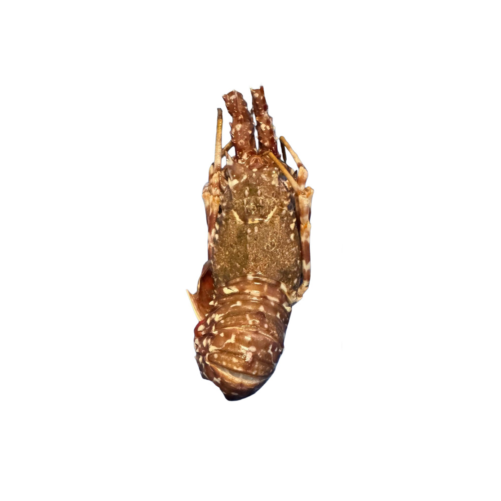 ARAGOSTA 100/200 MAURITANIA 5,2 KG NETTI(IK)