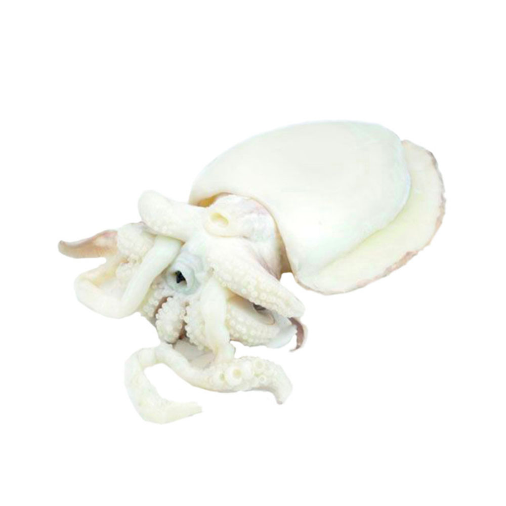 CLEANED CUTTLEFISH MOROCCO 1000/1500 5KG (IK)