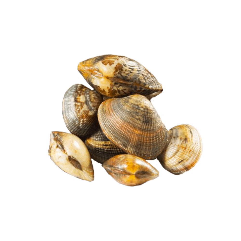BROWN CLAMS 60/80 IN SHELL 10PCSX1KG