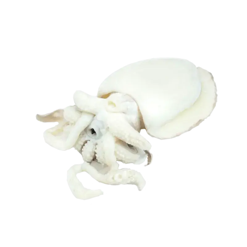 SEPPIA PULITA 40/60 FAO71 BLOCCO 6PZX2KG(ID)