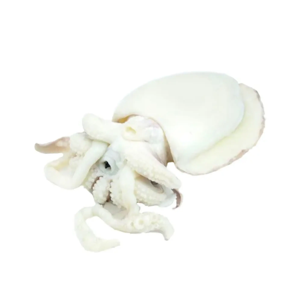 SEPPIA PULITA 600/800 MAROCCO 6KG(GF)