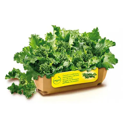 CIMETTE DI RAPA 6pzX1kg(OR)