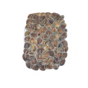 VONGOLE BROWN COTTE 60/80 1KG