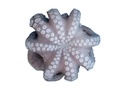 POLPO MAROCCO T7 IQF 12KG(IC)