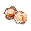 CAPPESANTE MEZZO GUSCIO FAO27 4,75KG NETTO
