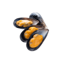 COZZE CILE MEZZO GUSCIO 60/80 8,28KG(ID)