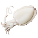 SEPPIA PULITA 100/200 IQF FAO34 AFRICACOLD 6KG(ID)