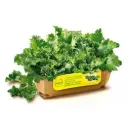 CIMETTE DI RAPA 6pzX1kg(OR)