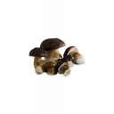 PORCINO INTERO M 6pzX1kg(GF) WHOLE PORCINI
